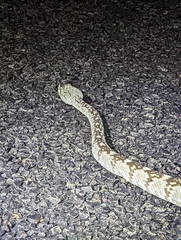 Crotalus ornatus