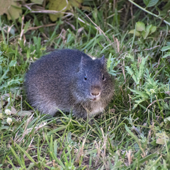 Cavia