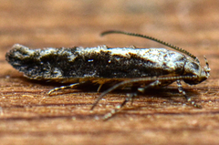 Coleotechnites florae