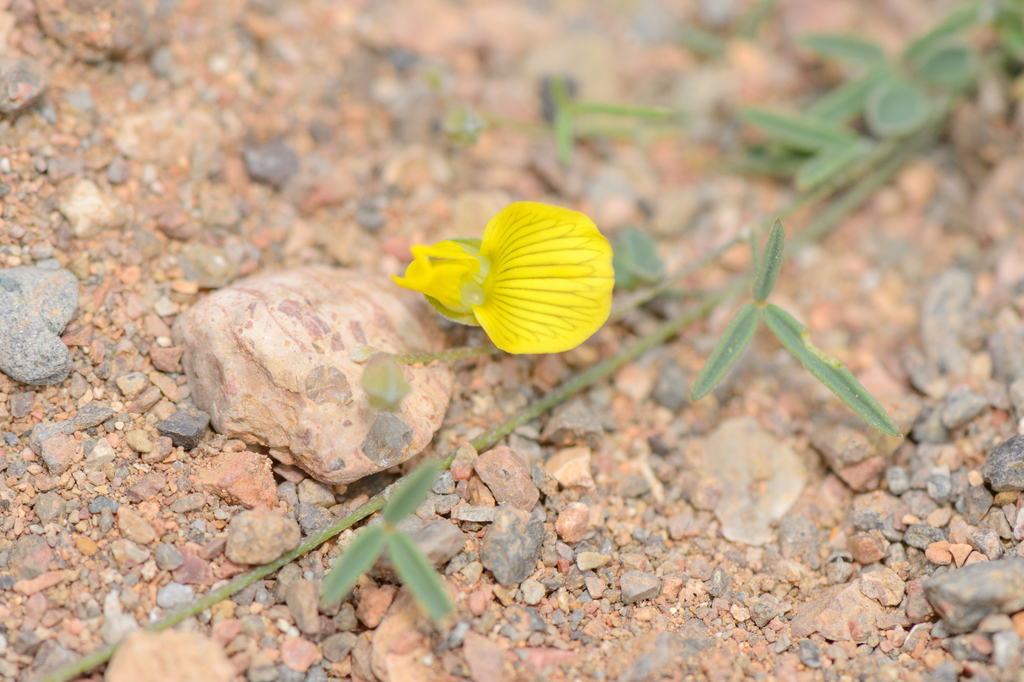 Lotus ononopsis