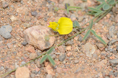 Lotus ononopsis image