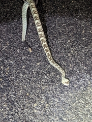 Crotalus ornatus