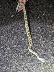 Crotalus ornatus