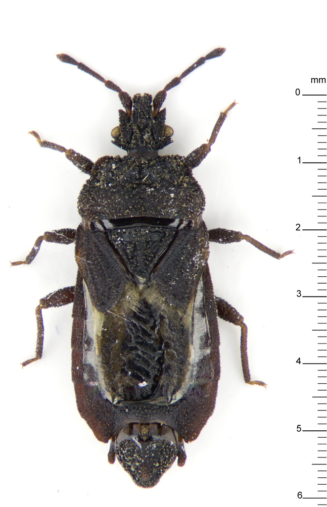 Mezira froeschneri