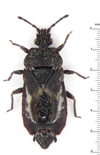 Mezira froeschneri