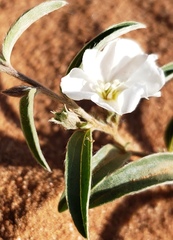 Evolvulus nuttallianus