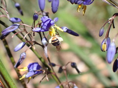 Lipotriches ferricauda