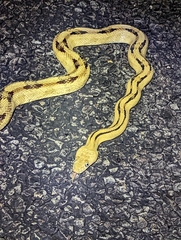 Bogertophis subocularis