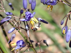 Lipotriches ferricauda