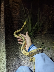 Bogertophis subocularis