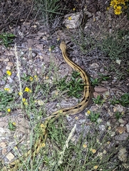 Bogertophis subocularis