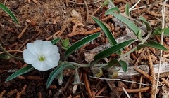 Evolvulus nuttallianus