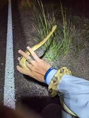 Bogertophis subocularis