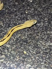 Bogertophis subocularis