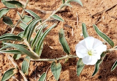Evolvulus nuttallianus