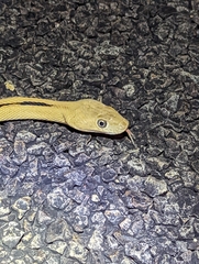 Bogertophis subocularis