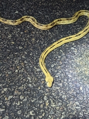 Bogertophis subocularis