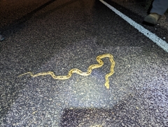 Bogertophis subocularis