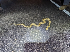 Bogertophis subocularis