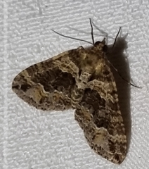 Crasilogia gressitti