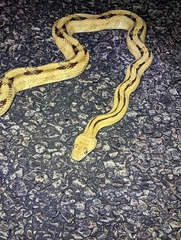 Bogertophis subocularis