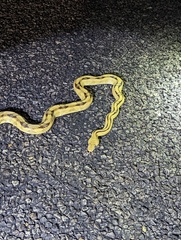 Bogertophis subocularis