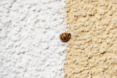 Harmonia axyridis