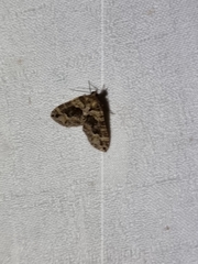 Crasilogia gressitti