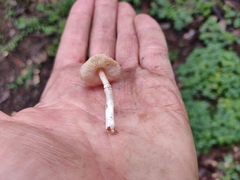 Lepiota castaneidisca