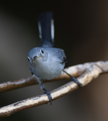 Polioptila caerulea image