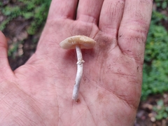 Lepiota castaneidisca