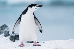 Pygoscelis antarcticus