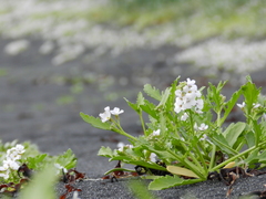 Cakile arctica