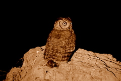 Bubo africanus