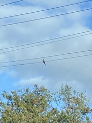 Platycercus elegans adelaidae