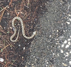 Zamenis scalaris