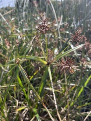 Cyperus lucidus