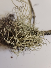Evernia