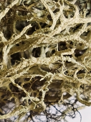 Evernia