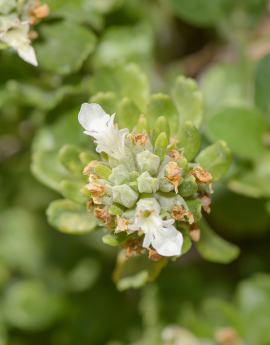 Teucrium socotranum image