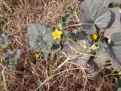 Cucumis melo