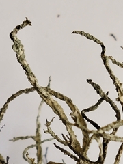Evernia