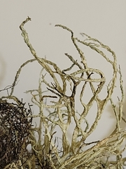 Evernia