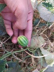 Cucumis melo