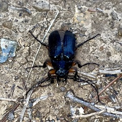 Cebrio