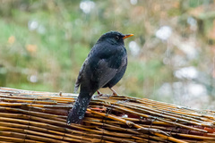 Turdus merula