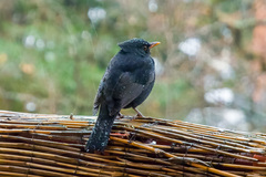 Turdus merula