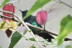 Chlorostilbon melanorhynchus