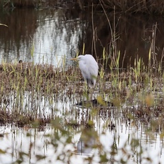 Ardea alba alba