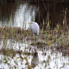 Ardea alba alba